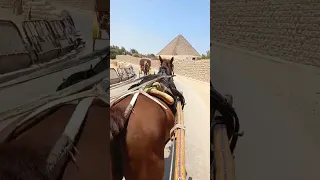 اطلع يا حاحا دندنها