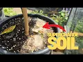 Download Lagu Why This Old Fashioned Garden Trick Works So Well!