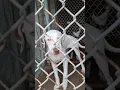 Orange County IN Humane society has so many beautiful animals in need of homes