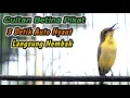 Download Lagu SOGON BETINA GACOR MEMANGGIL JANTAN PANCINGAN EMOSI AMPUH‼️SOGON JANTAN DISITU PASTI RESPON BUNYI