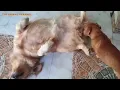 Download Lagu Anjing Kecil Lucu Berkawin dengan Anjing Besar di Rumah