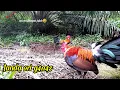 Download Lagu WOW,,,, AYAM HUTAN TERJATUH sa'at TERBANG datangi PIKAT JULING !!!