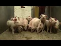 Weaning piglets - indoor breeding