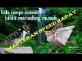 Download Lagu masteran palatuk sampit vs gereja tarung - pasti joz buat masteran speed rapat