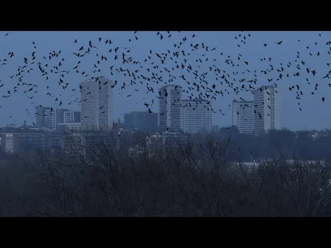 Bruxelles Sauvage, le retour des corbeaux. Trailer