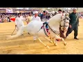Lagu Haideri Malang Horse Dance | Cultural Equestrian Show | Old Vlog (Not Mechanical Content