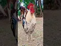 Download Lagu Bangkok rooster sound #rooster #suara #chicken #birds