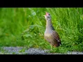 Download Lagu Spotting the Elusive Corncrake ~ The \