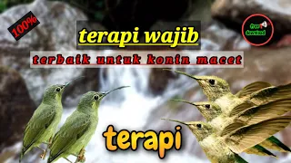 Download KONIN BETINA MEMANGGIL JANTAN dengan TERAPI AIR sangat cocok untuk KONIN JANTAN MACER BUNYI. MP3