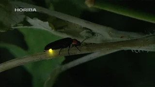 firefly