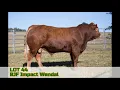 LOT 44 - BJF Impact Wendal