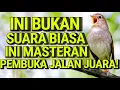 Download Lagu Masteran Burung Universal Tanpa Batas – Suara Isian Gacor Sepanjang Masa! #sikatanlondo #muraibatu 