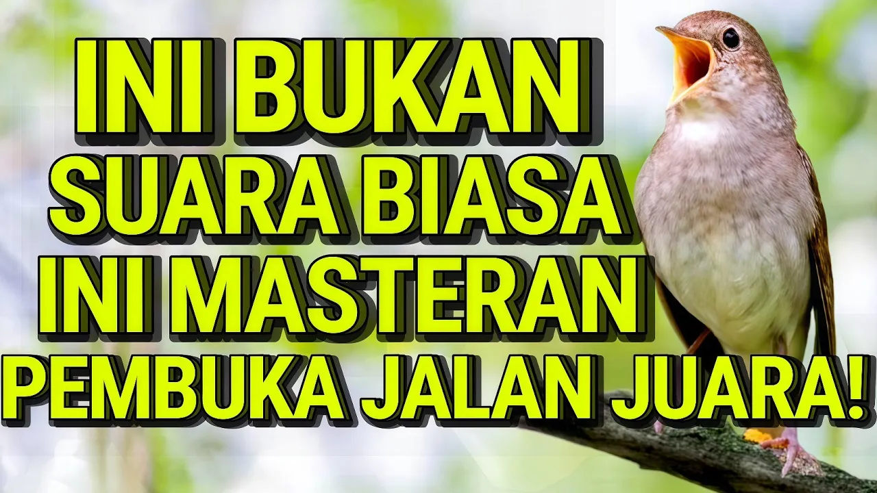 Masteran Burung Universal Tanpa Batas – Suara Isian Gacor Sepanjang Masa! #sikatanlondo #muraibatu