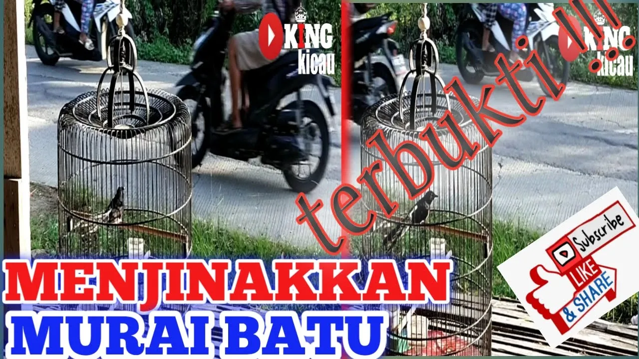 Cara Ampuh Menjinakan TRUCUKAN Muda hutan,Giras,Glabakan