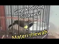 Lagu Sogok ontong Sulawesi||Pemilik Supriadi medi Makasar||Materi nembak mewah cocok buat masteran