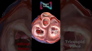 صمامات القلب 