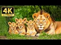 Download Lagu Peaceful Animal World 4K – Journey To Discover Natural Wonders With Relaxing Music