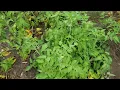 4 Easy Steps to Blight-Free Disease-Free Not Sprayed Tomatoes