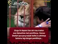Lagu singa yang depresi berpisah dengan pemiliknya. #shorts #animal #lion