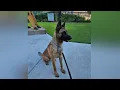 Happy ending for missing K9 reunited with handler