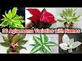 30 Aglaonema Varieties with Names Pooja s Garden