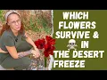 January in El Paso Desert What s Blooming Freezing Dying in Backyard Garden Growing Indoors