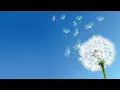 Download Lagu Dandelion's promise