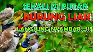 Download suara semua jenis burung kecil ribut untuk pikat @AnakDesaKicau MP3