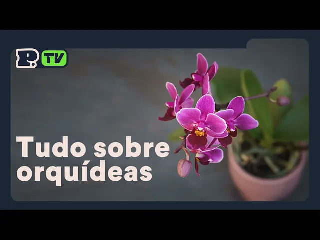 COMO CUIDAR DE ORQUÍDEAS?