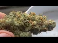 Garlic Cookies by Grassroots Review