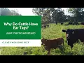 Cattle Ear Tags and Why We Use Them