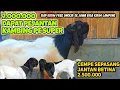 Download Lagu UPDATE HARGA KAMBING PE INDUKAN \u0026 CEMPE JANTAN BETINA ‼️ MULAI 2 JUTA SIAP TERNAK 2025