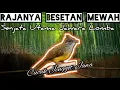 Download Lagu Cucak Jenggot Jawa PikSet Ngtril...Materi Wajib Gacoan Lomba Dari Masa Ke Masa.