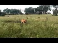Download Lagu Hyenas don't realise that their noise is attracting hyena killers