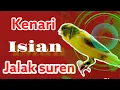 Download Lagu Kenari isian  jalak suren masteran kenari mewah