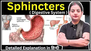 Sphincters in Digestive System Anatomy and Physiology GNM Bsc Nursing Varsha Nursing Academy