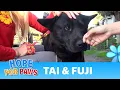 A sick homeless golden retriever and an Akita in a rescue with a surprising end PART 2