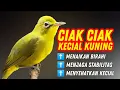 Download Lagu Full Ciak Kecial Kuning Untuk Pancingan Kecial Malas Bunyi | PEPADU KECIAL