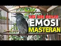 Download Lagu Siri siri gacor bongkar isian full Nembak ampuh untuk pancingan dan masteran