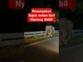 Lagu Penampakan Gajah Nyerang Mobil dijalan saat Malam #jambi #gajah #zoo #jalanraya #malam #buas