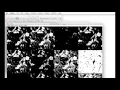 FIJI for Quantification Auto Threshold