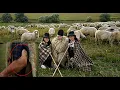 Download Lagu URSUL A MUSCAT DIN MANA CIOBANULUI NICOLAE CAPOTA DIN RASINARI - 1000 DE OI LA STANA!