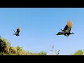 Peacock Flying