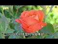 들꽃이 될게요ㅡ임영웅(LimYongWoong) I'MHERO #wildflowers