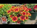 Gaillardia Arizona Sun Celebration Blanket Flower BOLD Colorful NATIVE Perennial Varieties