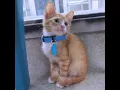 Adoptions volunteers needed as OKC Animal Shelter reaches over capacity