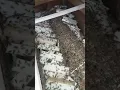 Download Lagu Puding kita ternak sendiri ya boss...!!!