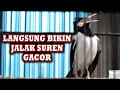 JALAK SUREN SANGAT EFEKTIF UNTUK PANCINGAN JALAK YANG JARANG BUNYI #jalaksurengacor