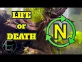 EXPLAINED The Nitrogen Cycle Aquarium Cycle