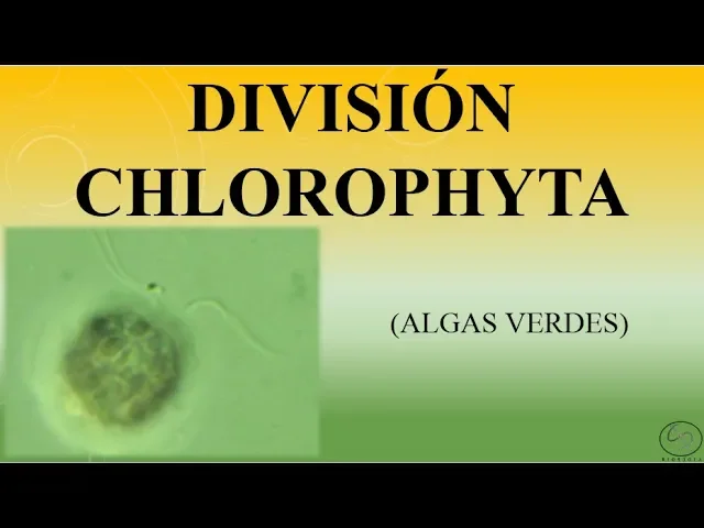 Download MP3 Division Chlorophyta (Algas verdes).BIOPEDIA